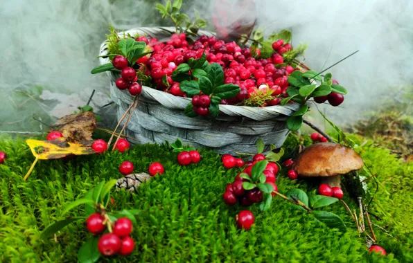 Autumn, forest, smoke, mushroom, moss, harvest, basket, cranberries