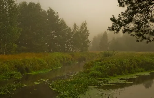 Picture fog, swamp, Forest