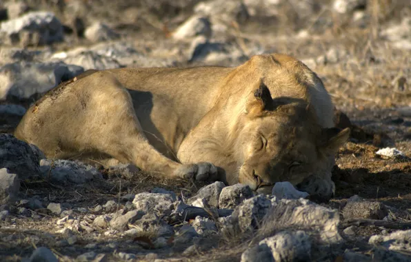 Picture sleep, Leo, the king of beasts, Namibia, Etosha national Park (Etosha National Park), stay at …