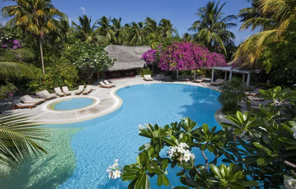 Trees, nature, palm trees, pool, The Maldives, Bungalow, sun loungers, Maldives