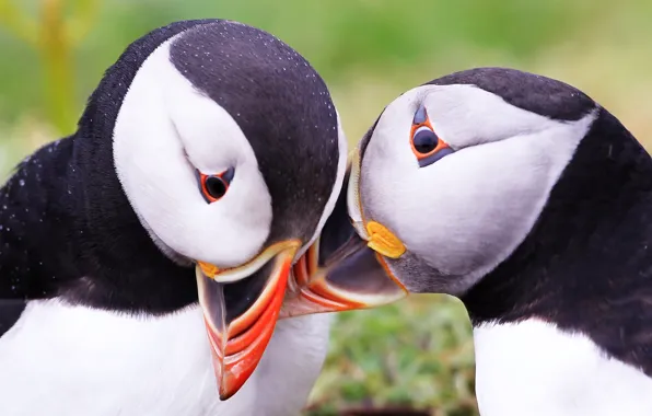 Birds, Atlantic puffin, Fratercula arctica, Puffins