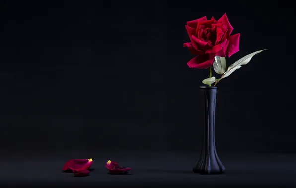 Picture roses, petals, black background