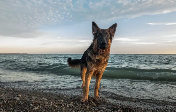 Picture sea, look, each, dog