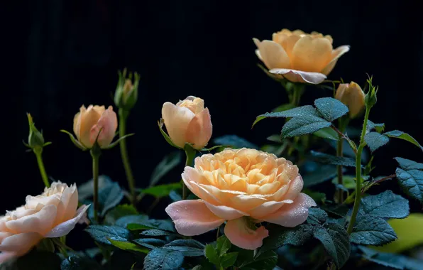 Leaves, drops, flowers, the dark background, stems, roses, yellow, black background