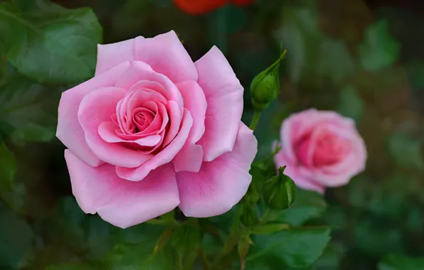 Summer, leaves, rose, Flowers, garden, Bud, lepecki, pink roses