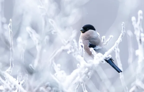 Winter, frost, snow, branches, bird, frost, bullfinch, bokeh