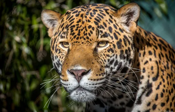 Picture look, face, predator, Jaguar, big cat
