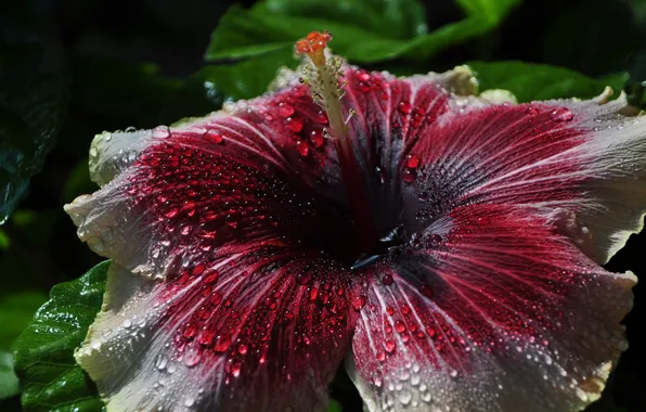 Flower, droplets, hibiscus, dewdrops