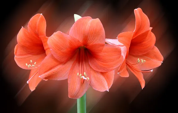 Flowers, nature, Lily, petals, stamens