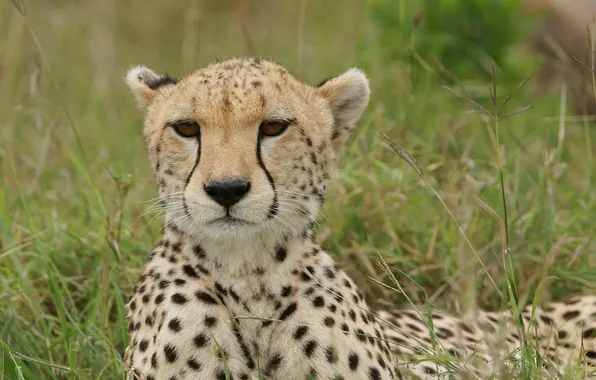 Picture cat, grass, face, Cheetah