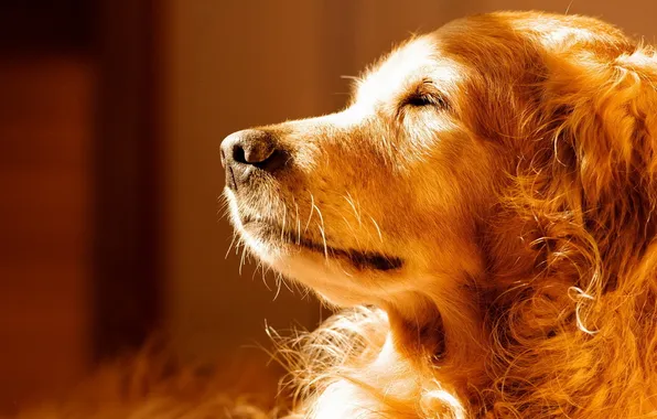 Light, house, dog