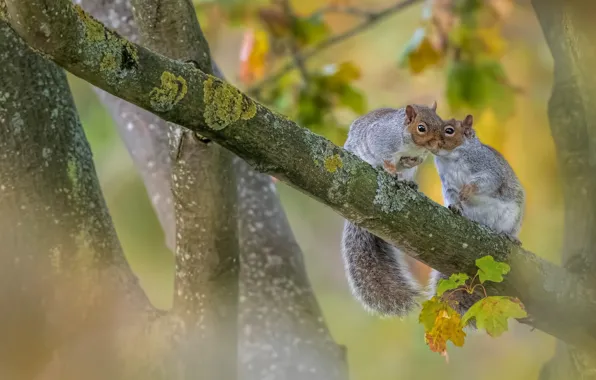 Picture trees, a couple, proteins