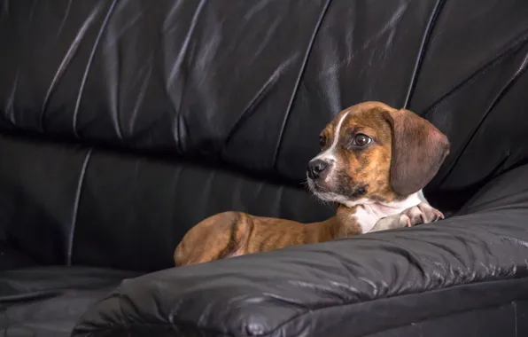 Beagle, lies, puppy, bokeh, muzzle, on the couch