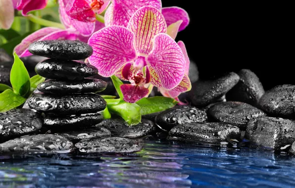 Flower, water, stones, pink, Orchid, black, flat, drops on the rocks