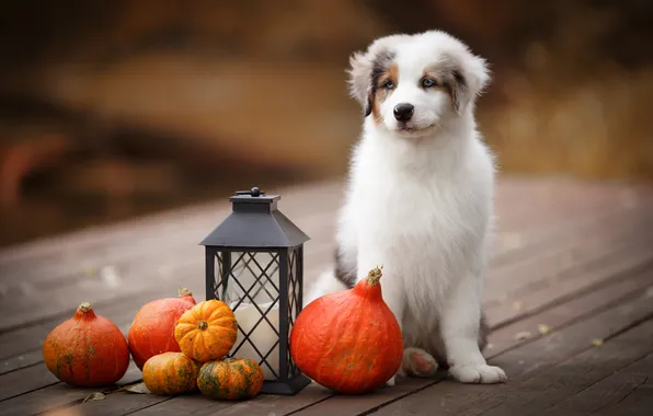 Autumn, dog, lantern, pumpkin, puppy, Australian shepherd, Aussie, Evgenia Kostuseva