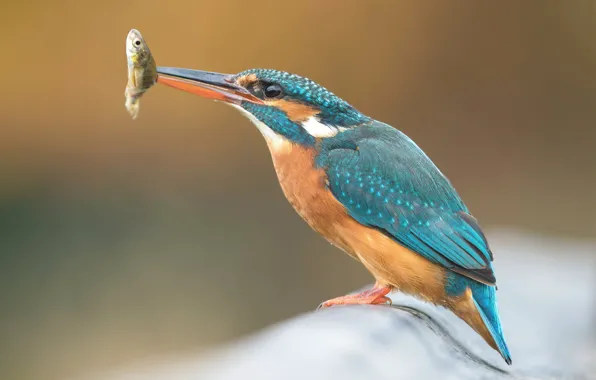 Background, bird, fish, fish, branch, bird, mining, Kingfisher