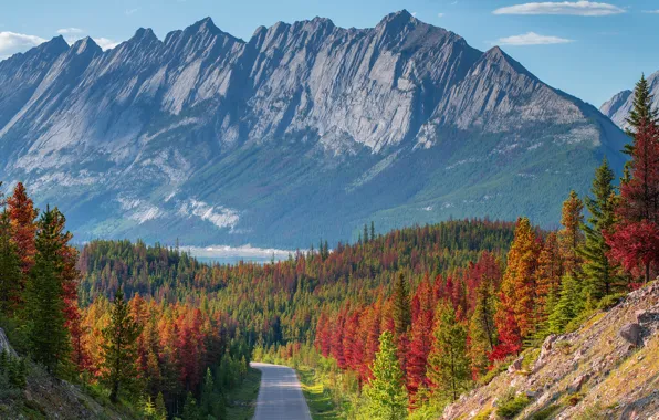 Picture road, autumn, forest, mountains, tops, view, slope, highway