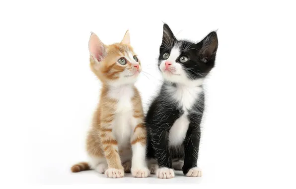Look, cats, pose, kitty, kittens, white background, a couple, Duo
