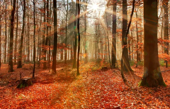 Picture falling leaves, the rays of the sun, autumn forest