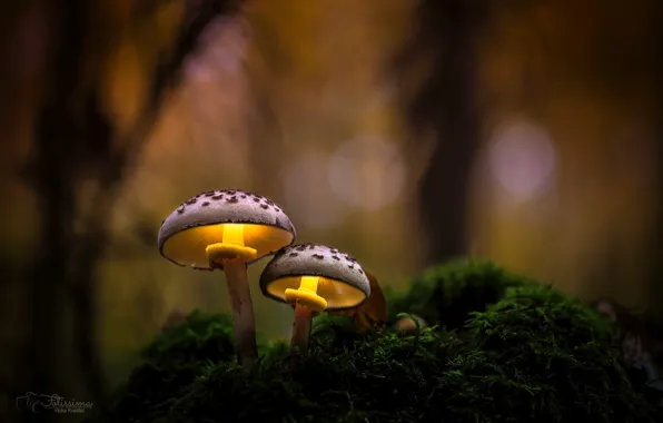 Autumn, forest, macro, light, nature, mushrooms