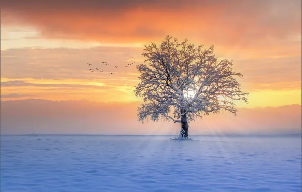 Winter, landscape, tree, dawn