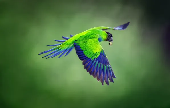 Picture background, bird, flight, Blackhead parrot, Nandayus nenday, Nanday parakeet, blackheads conure