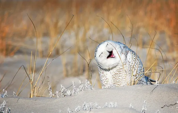 Picture nature, bird, white owl