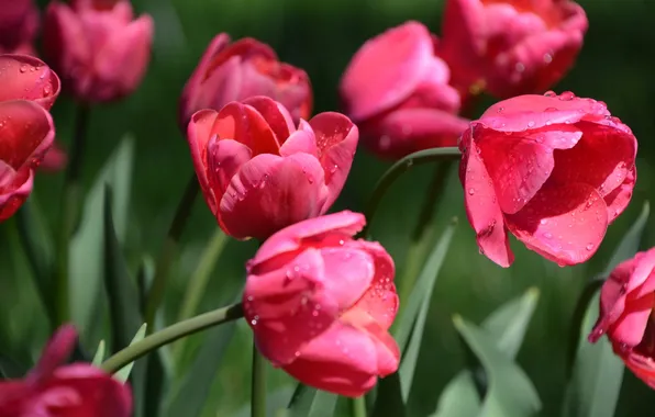 Leaves, drops, light, flowers, spring, garden, tulips, pink