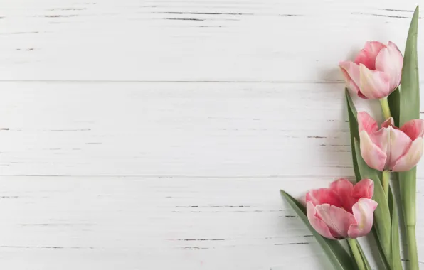 Flowers, tulips, pink, pink, flowers, beautiful, tulips, spring