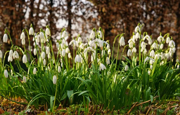 Greens, light, trees, flowers, nature, stems, spring, snowdrops