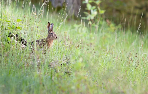 Picture summer, nature, hare