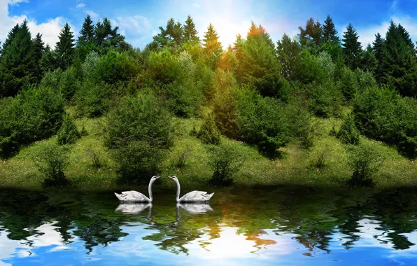 Picture forest, animals, the sun, reflection, river, swans