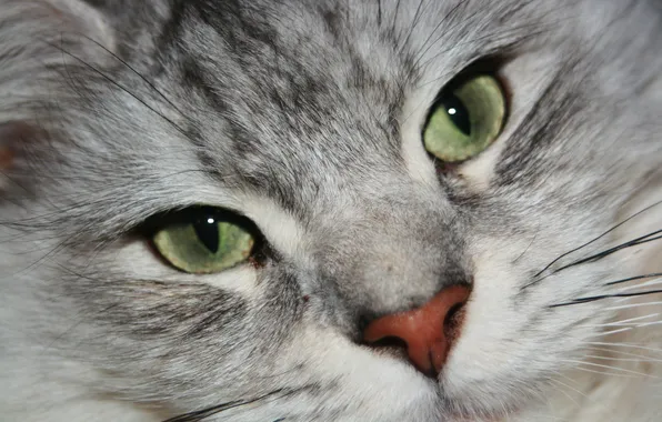 Cat, look, face, animal, green eyes