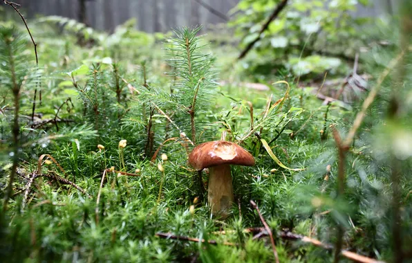 Forest, mushroom, holes