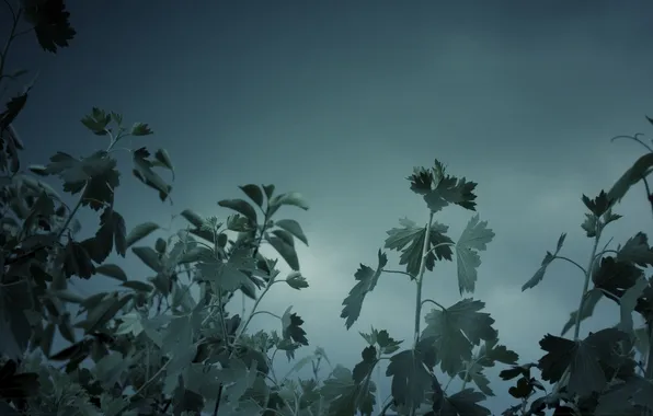 Picture The sky, Grass, Clouds