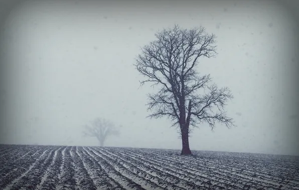 Field, trees, landscape, fog, style
