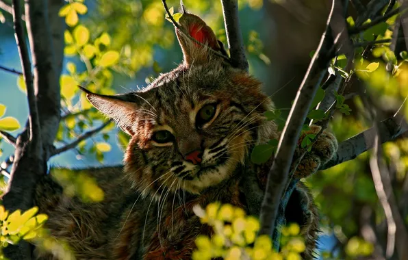 Picture look, tree, predator, lynx