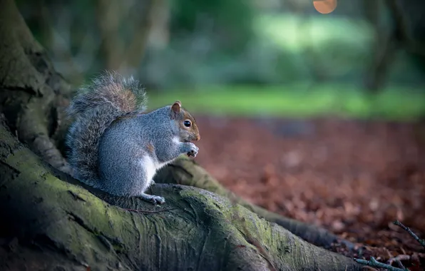 Autumn, nature, tree, animal, protein, rodent