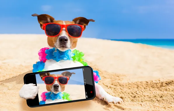 Sand, sea, beach, the sun, photo, stay, humor, glasses