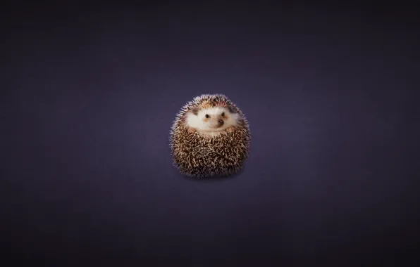 Picture tangle, hedgehog, hedgehog, dark background