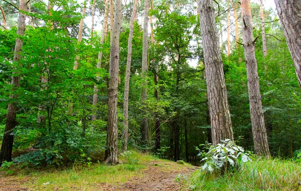 Forest, trees, park, alley