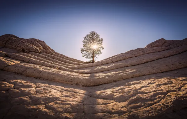 Light, trees, mountains