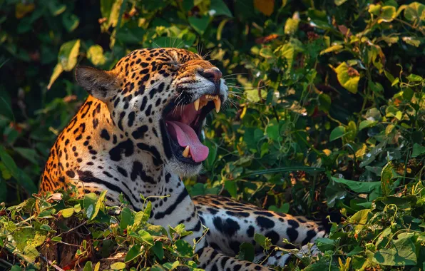 Picture Jaguar, Fangs, Face, Predator, Wild cat, Big cat, Grin