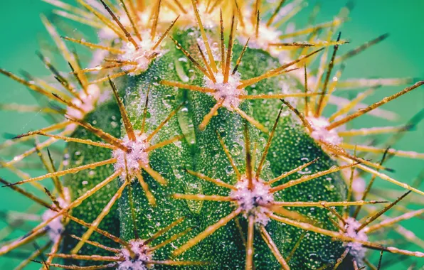 Drops, cactus, barb