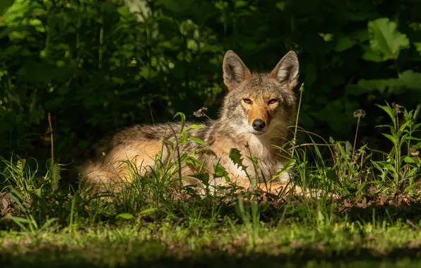 Picture look, lies, stay, wolf, the bushes, face, in the shadows, grass