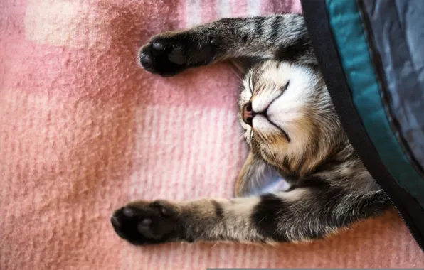 Picture cat, cat, sleep, paws, blanket, sleeping