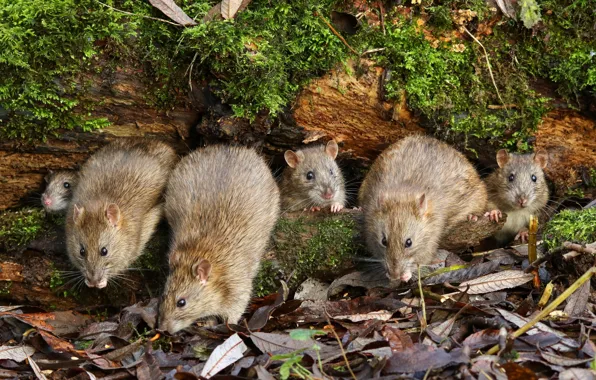 Nature, foliage, moss, mouse, team, rats, log, company
