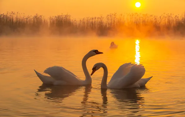 Sunset, birds, pair, swans, pond, two swans
