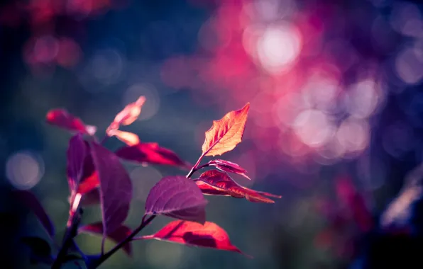 Picture purple, leaves, macro, background, tree, pink, Wallpaper, blur