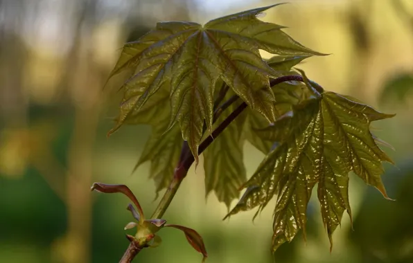 Macro, nature, spring, maple